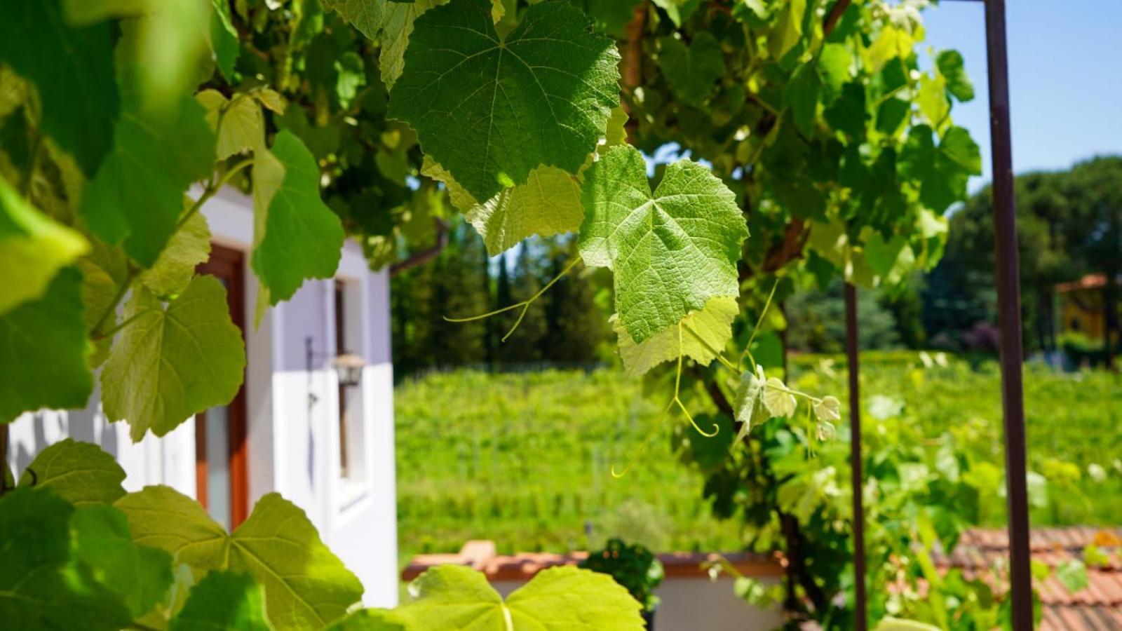 카판노리 Wine House B&B 외부 사진